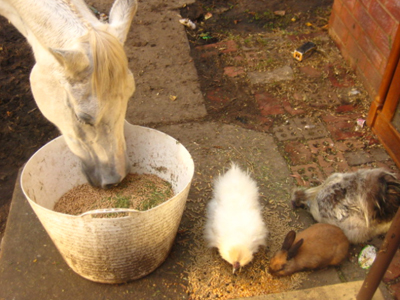 Celebrating Our Pets - Pet Stories - Horse, bunny rabbit, rooster & hen - photo 3
