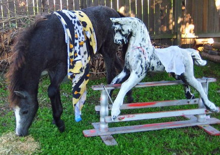 Celebrating Our Pets - Pony Pet Stories - A pony and a rocking horse