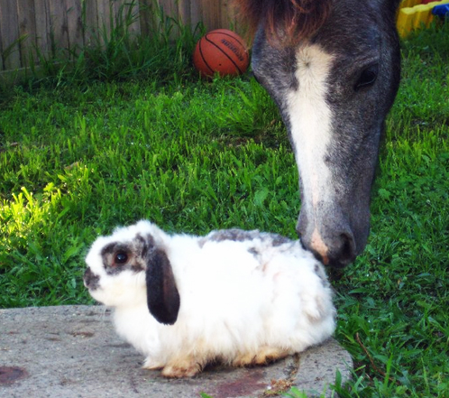 Celebrating Our Pets - Pony Pet Stories - A pony and a bunny rabbit