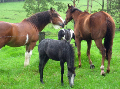 Celebrating Our Pets - Pony Pet Stories - A new pony with friends and family